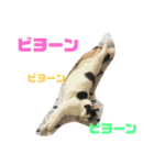 ころちゃん  2（個別スタンプ：1）