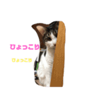 ころちゃん  2（個別スタンプ：2）