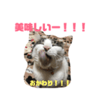 ころちゃん  2（個別スタンプ：6）