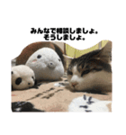 ころちゃん  2（個別スタンプ：8）