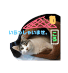 ころちゃん  2（個別スタンプ：15）