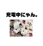 ころちゃん  2（個別スタンプ：16）