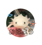 ウーパールーパー（ももちゃん）（個別スタンプ：1）