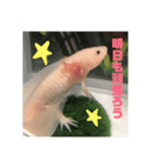 ウーパールーパー（ももちゃん）（個別スタンプ：4）