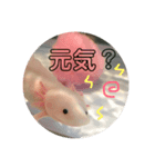 ウーパールーパー（ももちゃん）（個別スタンプ：5）