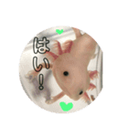 ウーパールーパー（ももちゃん）（個別スタンプ：6）