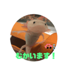 ウーパールーパー（ももちゃん）（個別スタンプ：7）
