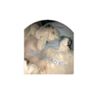 お犬様2（個別スタンプ：1）