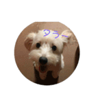 お犬様2（個別スタンプ：2）