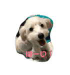 お犬様2（個別スタンプ：3）