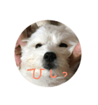 お犬様2（個別スタンプ：5）