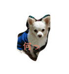 お犬様2（個別スタンプ：6）