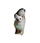 お犬様2（個別スタンプ：7）