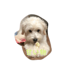 お犬様2（個別スタンプ：10）