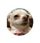 お犬様2（個別スタンプ：11）