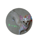 お犬様2（個別スタンプ：12）