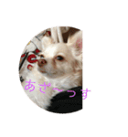 お犬様2（個別スタンプ：13）