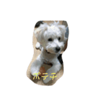 お犬様2（個別スタンプ：14）