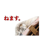 ベスの毎日（個別スタンプ：3）