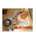 ベスの毎日（個別スタンプ：5）