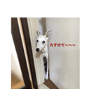 ベスの毎日（個別スタンプ：6）