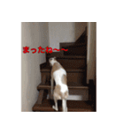 ベスの毎日（個別スタンプ：17）