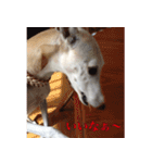 ベスの毎日（個別スタンプ：18）