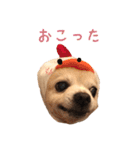 源太郎のスタンプ（個別スタンプ：6）