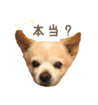 源太郎のスタンプ（個別スタンプ：13）