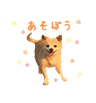 源太郎のスタンプ（個別スタンプ：16）