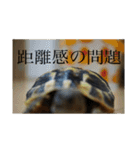 亀たちの日常（個別スタンプ：3）