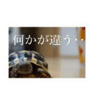 亀たちの日常（個別スタンプ：4）