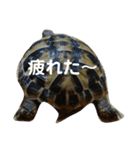 亀たちの日常（個別スタンプ：5）
