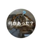 亀たちの日常（個別スタンプ：12）