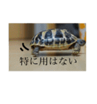 亀たちの日常（個別スタンプ：14）