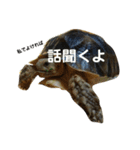 亀たちの日常（個別スタンプ：16）