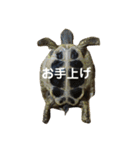 亀たちの日常（個別スタンプ：17）
