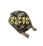 亀たちの日常（個別スタンプ：19）