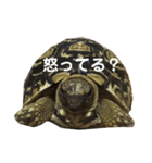 亀たちの日常（個別スタンプ：21）