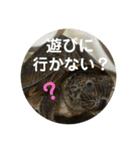 亀たちの日常（個別スタンプ：24）