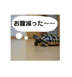 亀たちの日常（個別スタンプ：25）