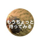 亀たちの日常（個別スタンプ：26）
