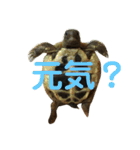 亀たちの日常（個別スタンプ：28）