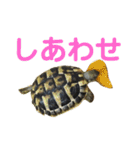 亀たちの日常（個別スタンプ：31）
