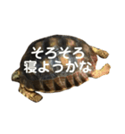 亀たちの日常（個別スタンプ：36）
