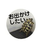亀たちの日常（個別スタンプ：39）