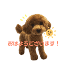もこもこトイプーめろんちゃん（個別スタンプ：1）