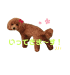 もこもこトイプーめろんちゃん（個別スタンプ：3）