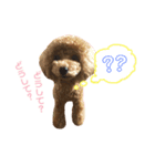 もこもこトイプーめろんちゃん（個別スタンプ：5）