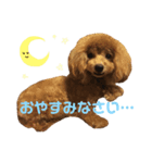もこもこトイプーめろんちゃん（個別スタンプ：8）